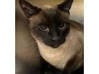 Adopt CHLOE a Siamese