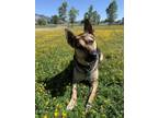 Adopt LUCY a German Shepherd Dog, Mixed Breed