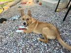 Adopt Royal a Australian Cattle Dog / Blue Heeler