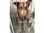 Adopt ROBIN a Siberian Husky, Mixed Breed