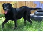 Adopt FIONA a Labrador Retriever