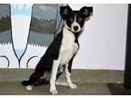 Adopt WIGGLES a Border Collie, Mixed Breed