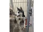 Adopt SHYA a Siberian Husky