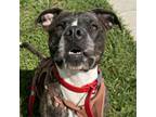 Adopt Maeve a Staffordshire Bull Terrier