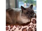 Adopt SASHIMI a Siamese
