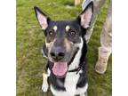 Adopt Marnie a Mixed Breed