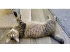 Adopt Zoey a Manx, Domestic Short Hair