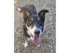 Adopt ADDY a Australian Shepherd, Mixed Breed