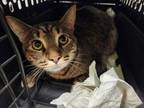 Adopt WIDOW a Domestic Short Hair
