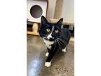 Adopt Belladonna a Domestic Long Hair