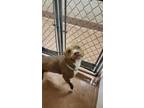 Adopt TOADETTE a Pit Bull Terrier