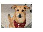 Adopt Spice Girls: Baby ***RESCUE CENTER*** a Shepherd