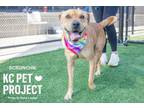 Adopt Scrunchie a Shar-Pei, Mixed Breed
