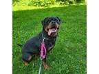 Adopt DOLLY a Rottweiler