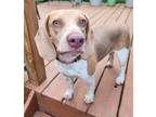 Adopt Butternut a Beagle