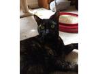 Adopt Korra a Domestic Short Hair