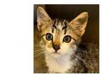 Adopt Tammy 23C-0004 a Domestic Short Hair