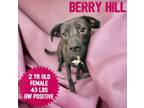 Adopt Berry Hill a Labrador Retriever, Pit Bull Terrier