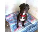 Adopt Maizey a Pit Bull Terrier