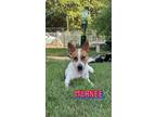 Adopt Marnee a Mixed Breed