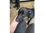Adopt Martha a Labrador Retriever