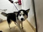 Adopt JOLIE a Siberian Husky