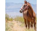 Adopt Moneda a Quarterhorse