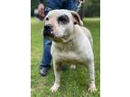 Adopt Lady Luck a Dogo Argentino