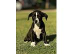 Adopt Princess Diana a Corgi, Border Collie