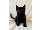 Adopt Jiji a Domestic Short Hair