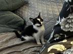 Adopt Cat Cora a Domestic Short Hair