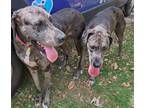 Adopt Freckles a Great Dane