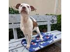 Adopt Clara 07-0515 a Pointer, Pit Bull Terrier
