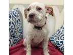 Adopt Annie 07-0516 a Pointer, Pit Bull Terrier
