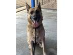 Adopt SHADOW a German Shepherd Dog