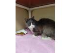 Adopt BUG a Domestic Long Hair