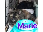 Adopt Marie a Domestic Short Hair