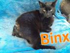 Adopt Binx a Domestic Short Hair