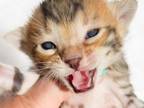 Silas Brown Spotted Bengal Kitten