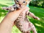 Agnes Brown Spotted Bengal Kitten
