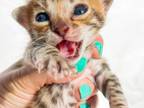 King Bob Brown Spotted Bengal Kitten