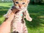 Stuart Brown Spotted Bengal Kitten