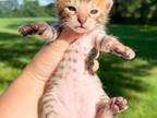 Kevin Brown Spotted Bengal Kitten