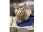 Adopt Gabby a Domestic Short Hair