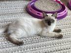 Balinese Siamese Kittens