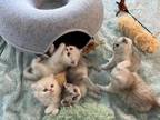 Poppys Kittens