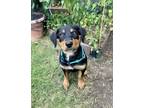 Adopt Emerald a Australian Shepherd, Mixed Breed