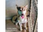 Adopt Violetta a Husky