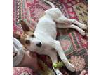 Adopt Poptart - Great hiking buddy! Good with other dogs! Loves people!