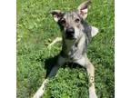 Adopt Ghost a Mixed Breed